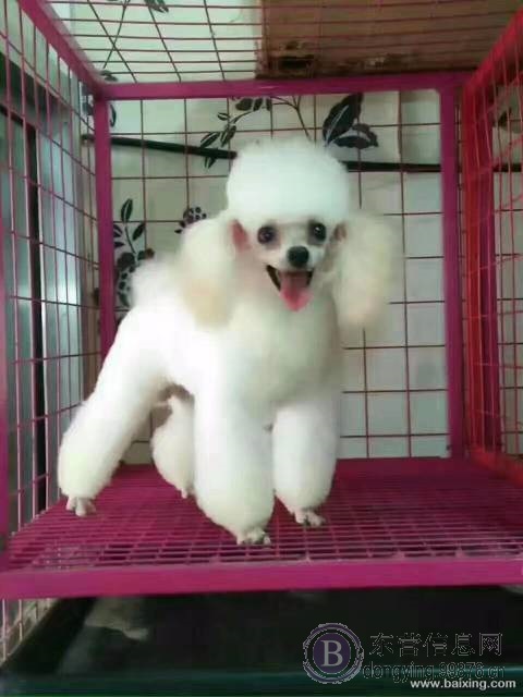 【东营★名犬】绝顶聪明比熊幼犬品相超好小型犬大眼睛