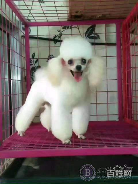 【东营★名犬】正规泰迪繁殖、种公借配、送货上门挑选