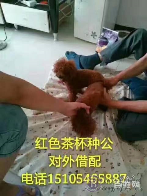 【东营★名犬】正规泰迪繁殖、种公借配、送货上门挑选